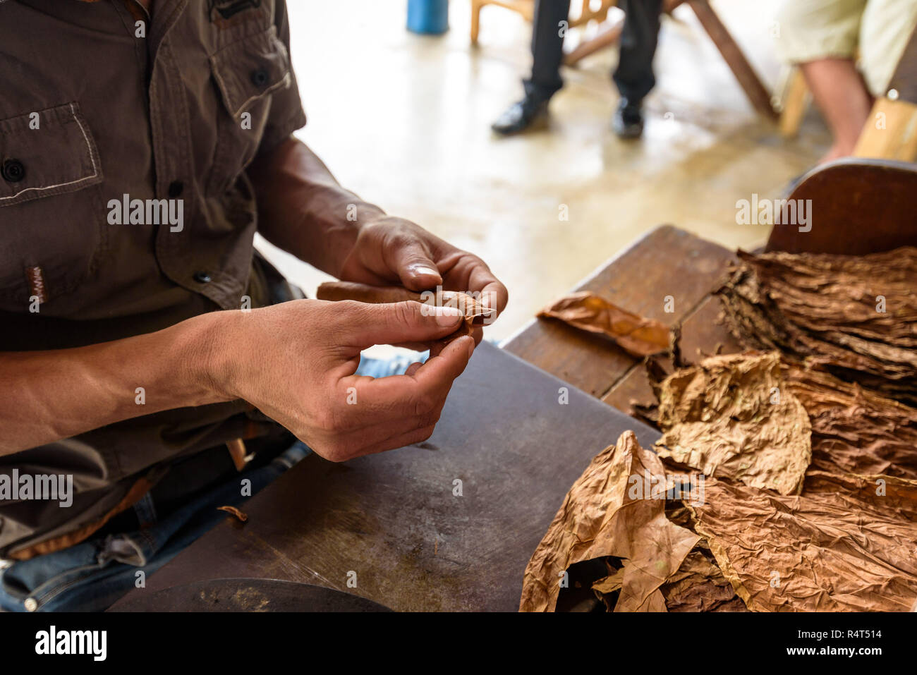 Démonstration de fabrication de cigares faits à la main. Gros plan sur les mains de l'homme guéri et séchées rouler les feuilles de tabac cubain dans une ferme dans la vallée de Vinales, Cuba. Banque D'Images Démonstration de fabrication de cigares faits à la main. Gros plan sur les mains de l'homme guéri et séchées rouler les feuilles de tabac cubain dans une ferme dans la vallée de Vinales, Cuba. Banque D'Images