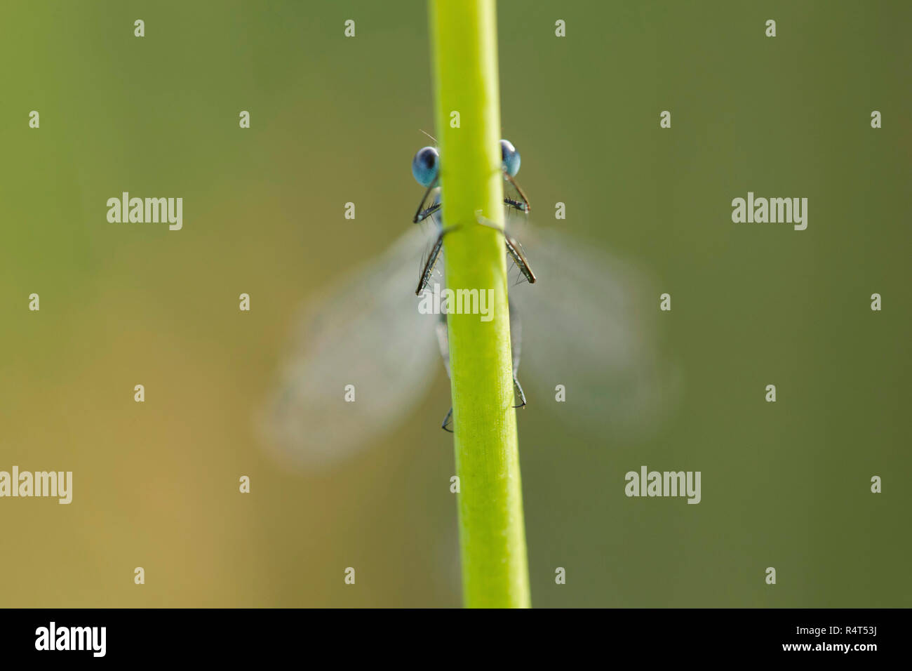 Bleue Comon (Enallagma atricollis), de se cacher derrière la tige des plantes, West Yorkshire, Angleterre, Août Banque D'Images