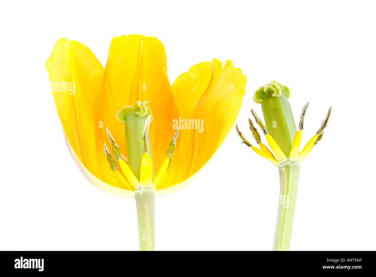 Fleur blanche au pistil jaune Banque d'images détourées - Alamy