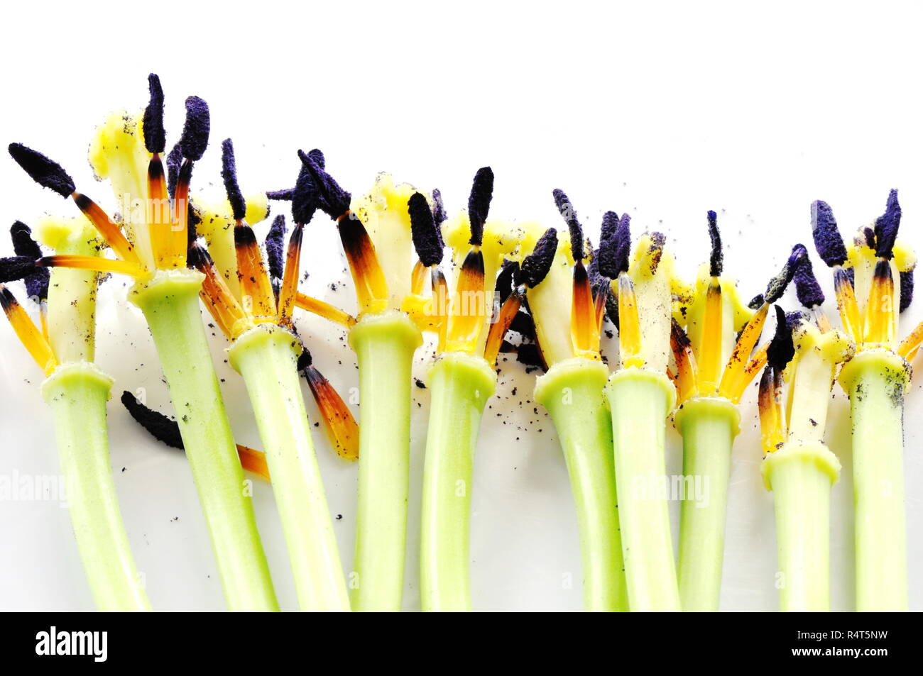 Groupe des tulipes fanées sur fond blanc Banque D'Images
