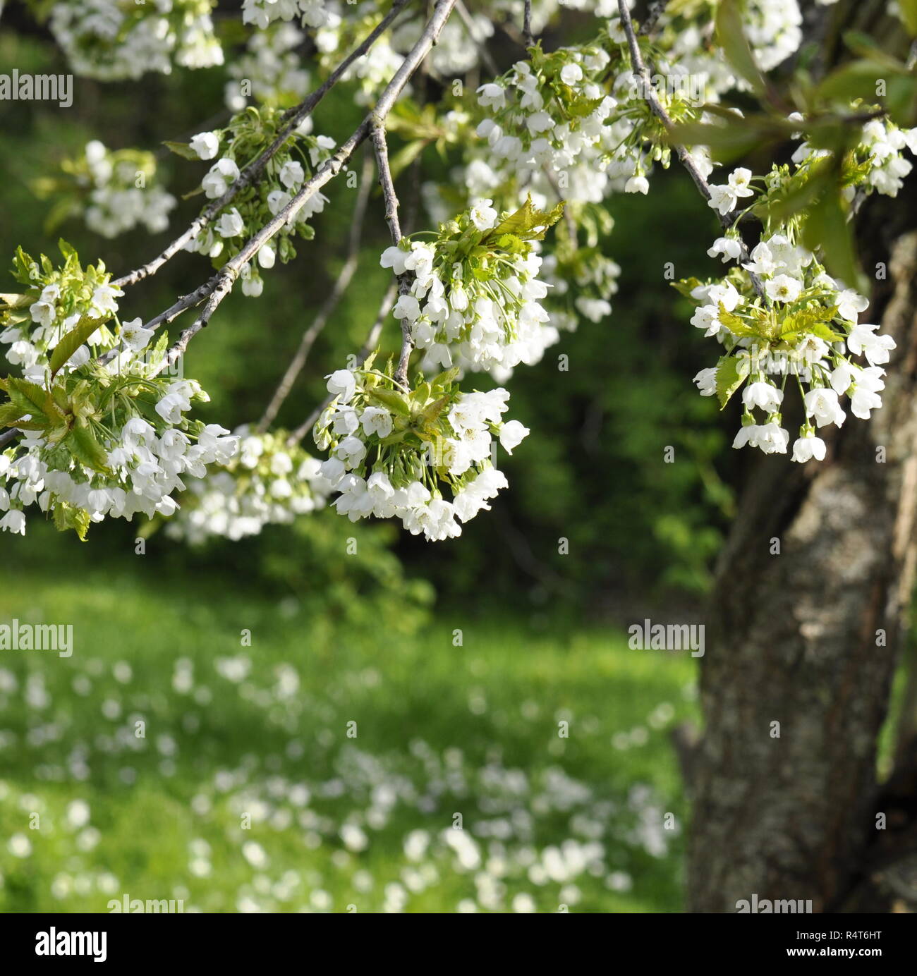 Partie d'un cerisier en fleurs dans un jardin Banque D'Images