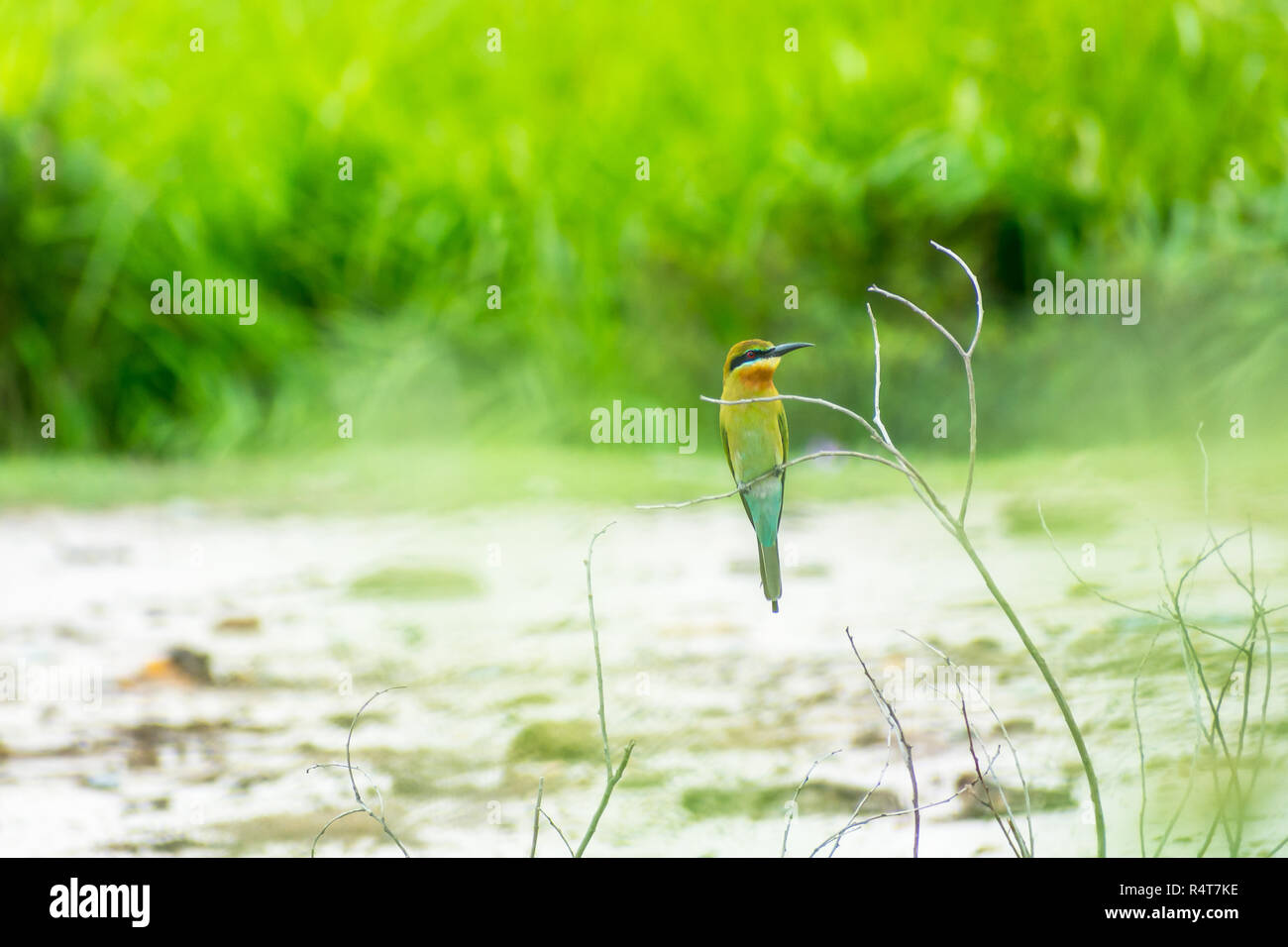 Bleu coloré-tailed Bee-eater perché Banque D'Images