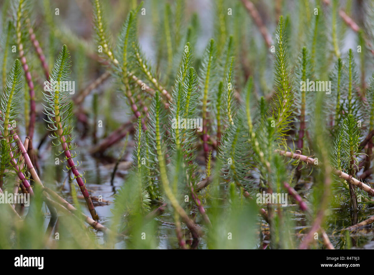 Tannenwedel Tannen-Wedel Tannenwedel,, Gewöhnlicher, Hippuris vulgaris, queue de la Mare commune, mare, la queue de la pesse vulgaire Banque D'Images
