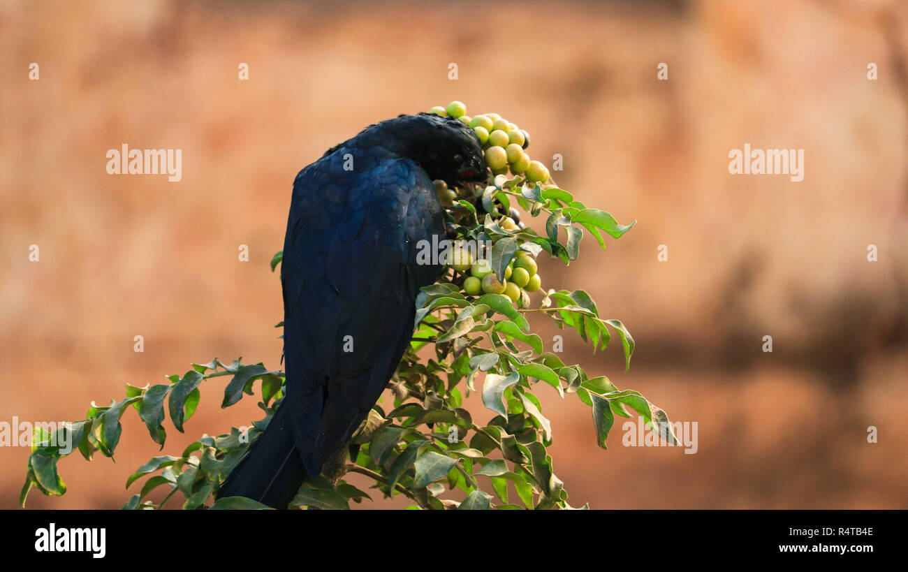 Un Drongo oiseau est isolé vu manger les graines dans un matin ensoleillé. Banque D'Images