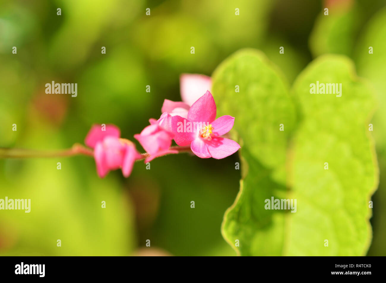 Star rose fleur sur arbre / petite fleur sauvage rose sur fond vert nature croissante Banque D'Images