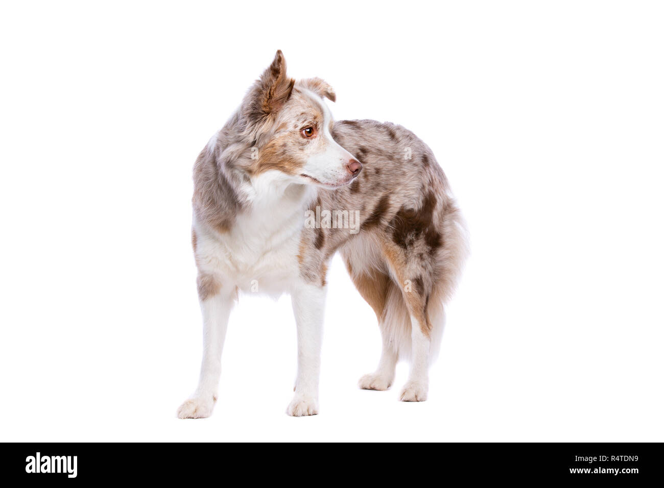 Border Colley chien devant un fond blanc Banque D'Images