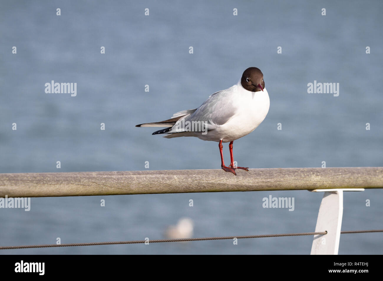 Une seule mouette perchée sur la promenade de la main courante par Hythe Pier, Hampshire Banque D'Images