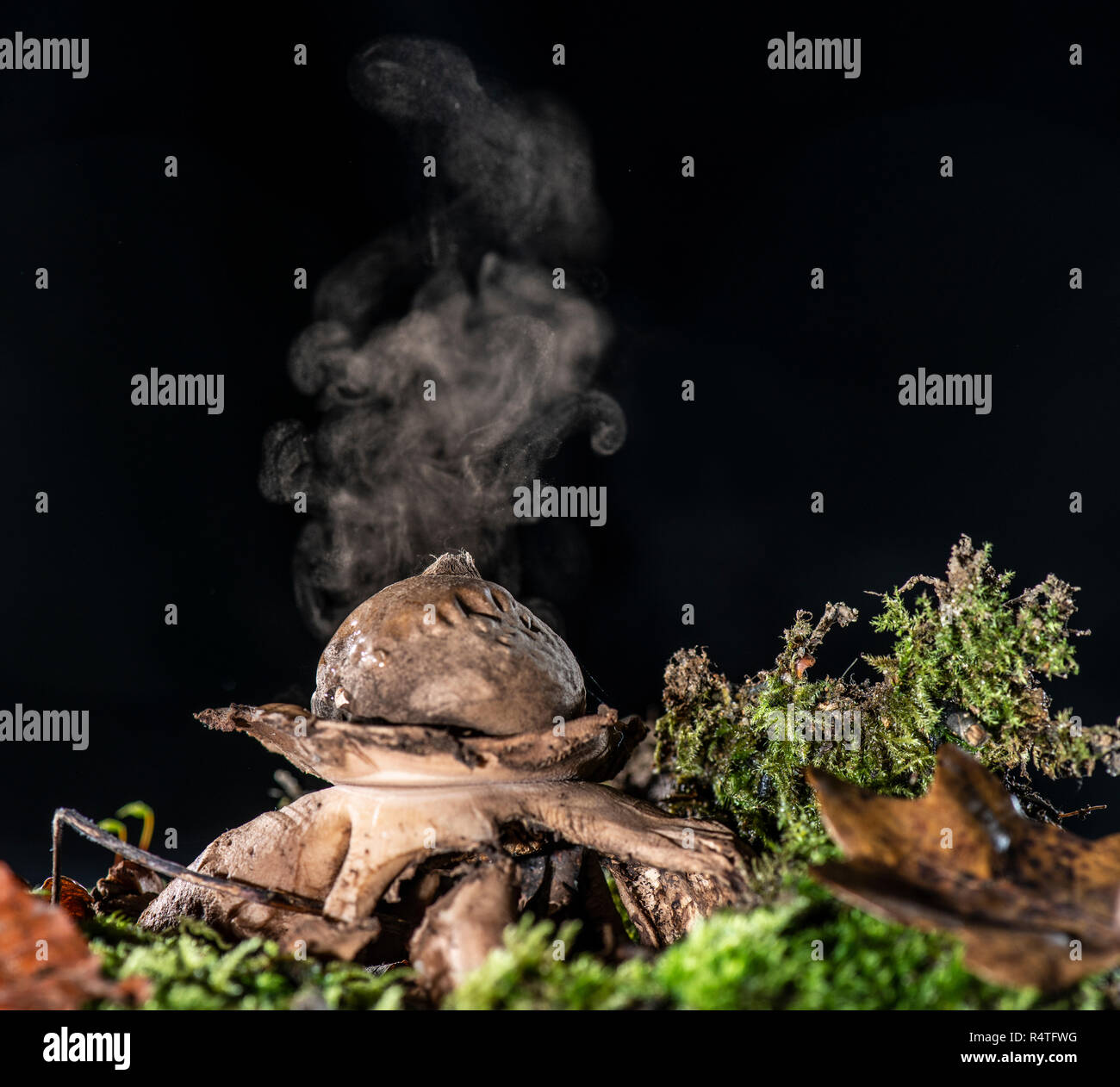 Champignon Earthstar : Geastrum triples. L'exercice de spoes suite à choc à partir de la goutte d'eau Banque D'Images