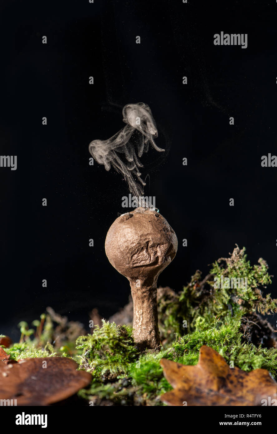 Lycoperdon perlatum : Puffball commun. L'exercice de spores après l'impact de la goutte d'eau. Banque D'Images