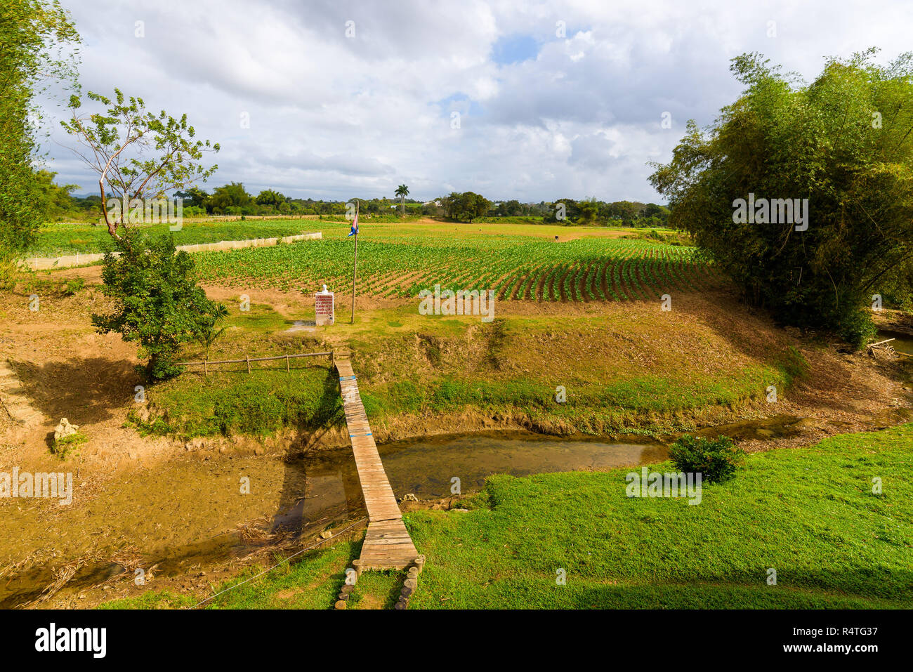 Ferme de tabac cubain. Champ de tabac. Les feuilles de tabac vert. Plantation de tabac dans la région de San Juan y Martinez, près de Pinar del Rio, Vallée de Vinales, Cuba. Banque D'Images
