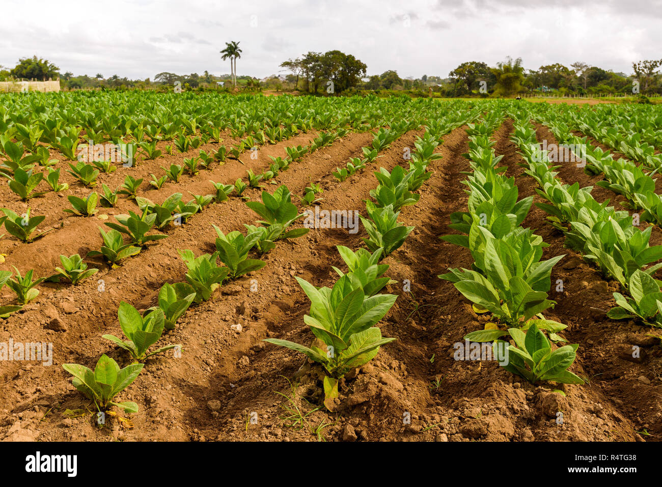 Ferme de tabac cubain. Champ de tabac. Les feuilles de tabac vert. Plantation de tabac dans la région de San Juan y Martinez, près de Pinar del Rio, Vallée de Vinales, Cuba Banque D'Images