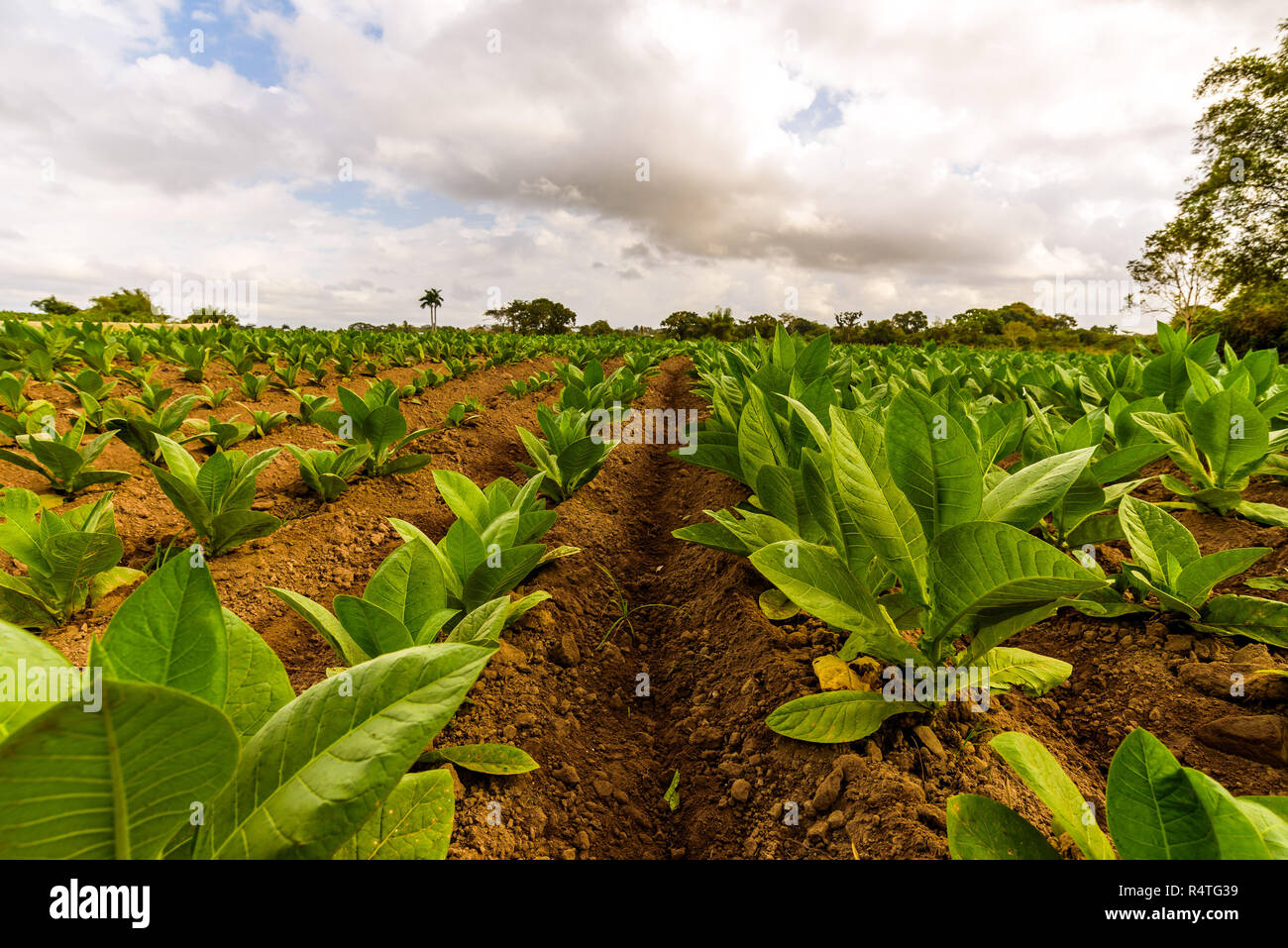 Ferme de tabac cubain. Champ de tabac. Les feuilles de tabac vert. Plantation de tabac dans la région de San Juan y Martinez, près de Pinar del Rio, Vallée de Vinales, Cuba. Banque D'Images