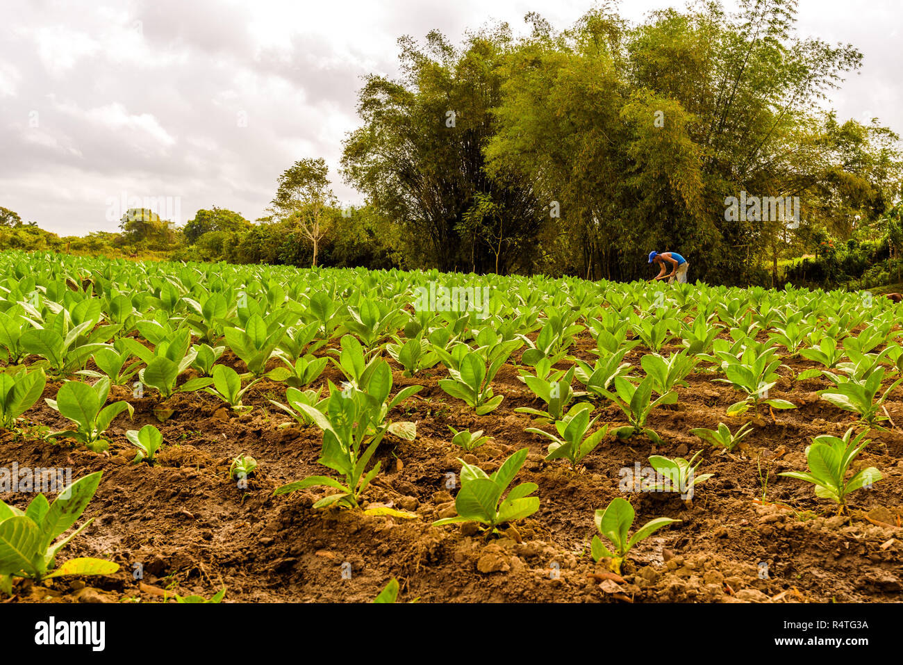 Ferme de tabac cubain. Champ de tabac. Les feuilles de tabac vert. Plantation de tabac dans la région de San Juan y Martinez, près de Pinar del Rio, Vallée de Vinales, Cuba Banque D'Images