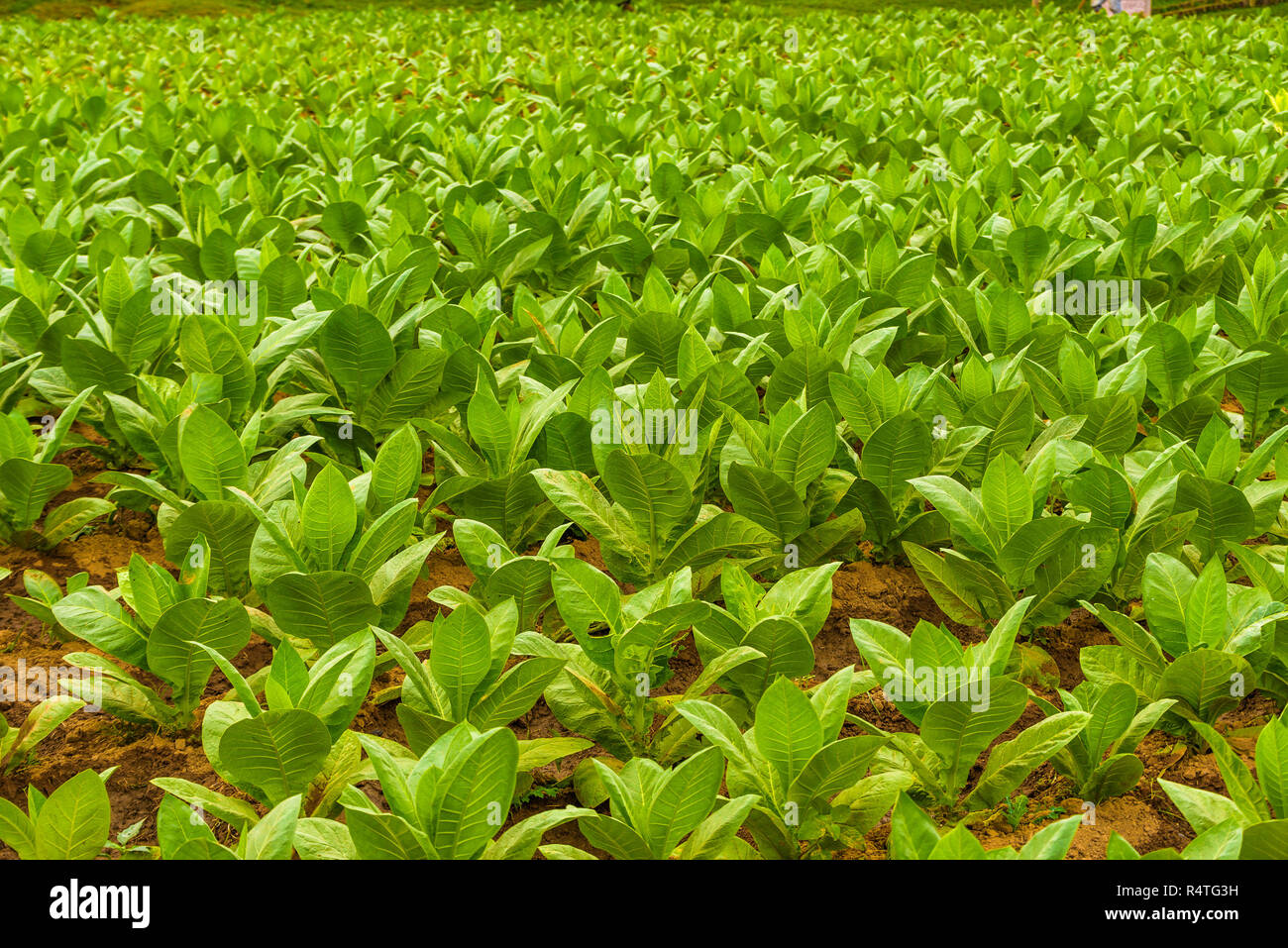 Ferme de tabac cubain. Champ de tabac. Les feuilles de tabac vert. Plantation de tabac dans la région de San Juan y Martinez, près de Pinar del Rio, Vallée de Vinales, Cuba Banque D'Images