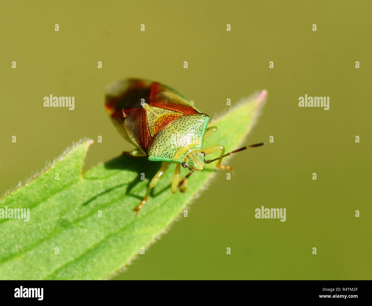 Bug Acanthosoma haemorrhoidale bouclier assis sur feuille verte Banque D'Images