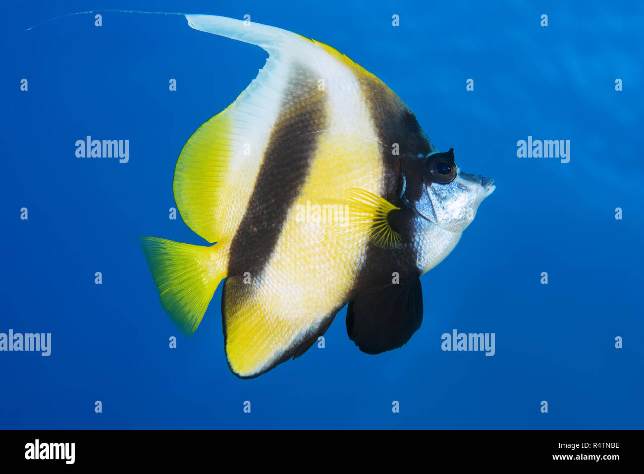 Pennant coralfish (Heniochus acuminatus) dans l'eau bleu, mer Rouge, Sharm El Sheikh, Sinaï, Egypte Banque D'Images
