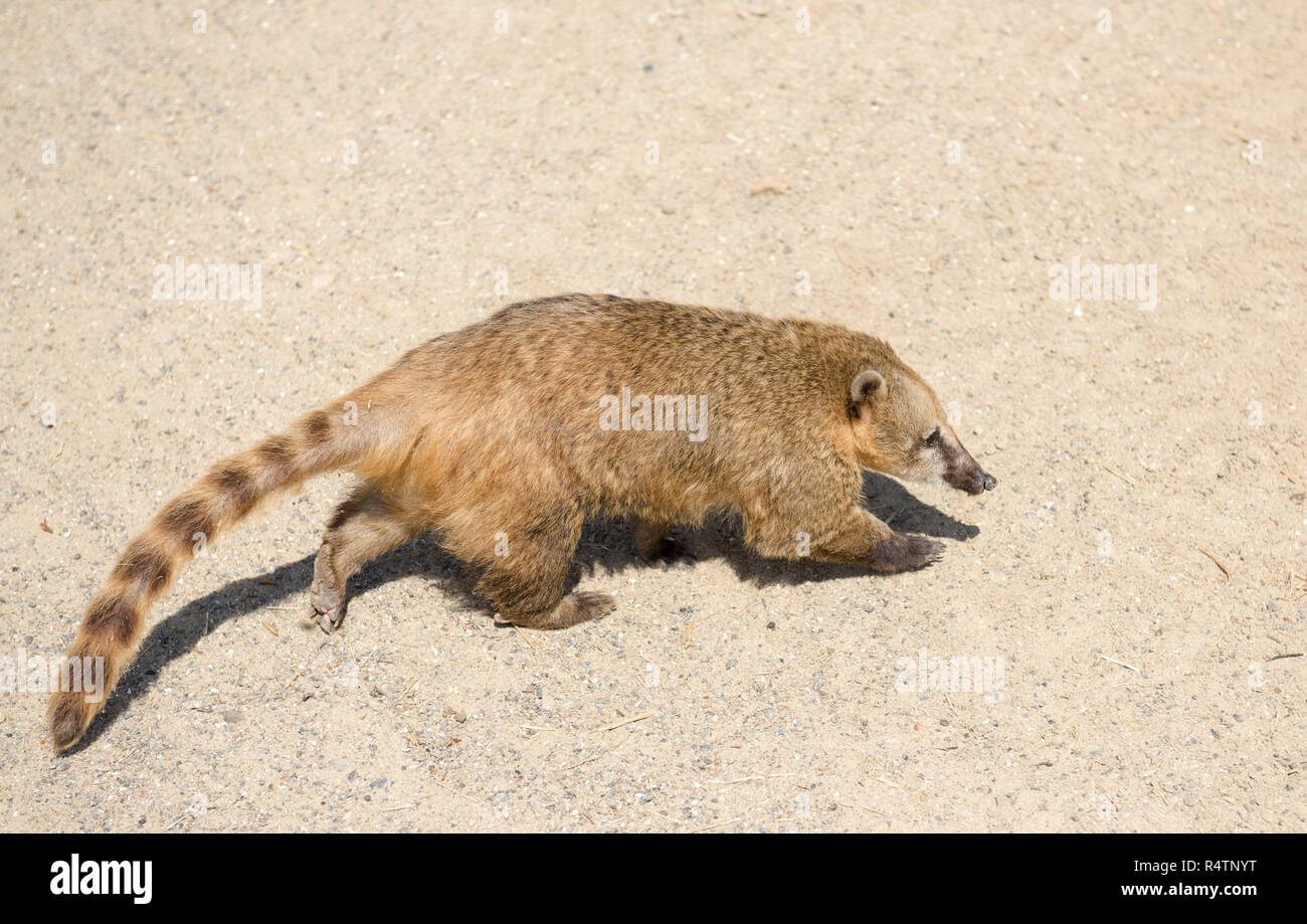 South American coati (Nasua nasua), tournant, captive Banque D'Images