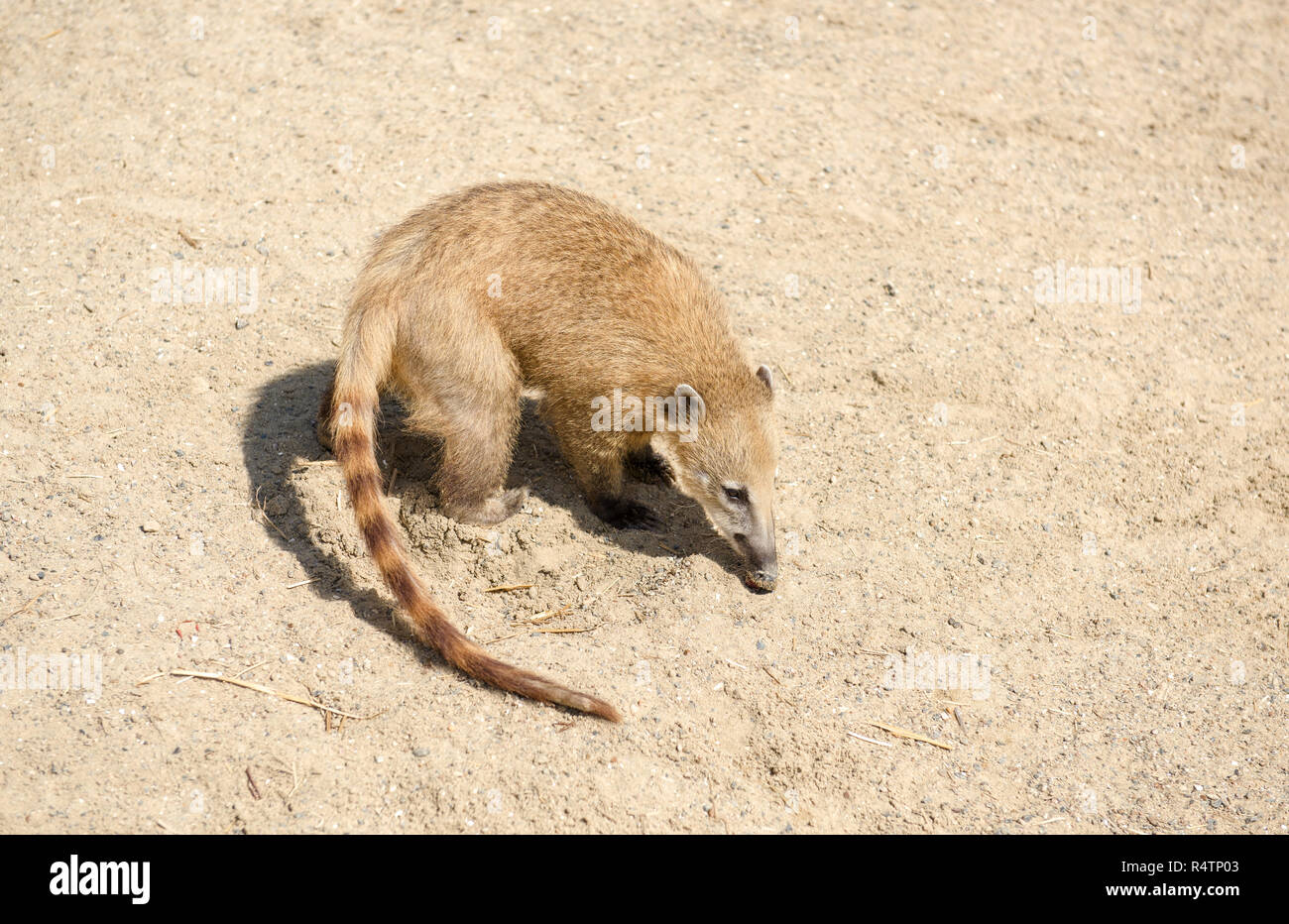 South American coati (Nasua nasua), sniffer, captive Banque D'Images