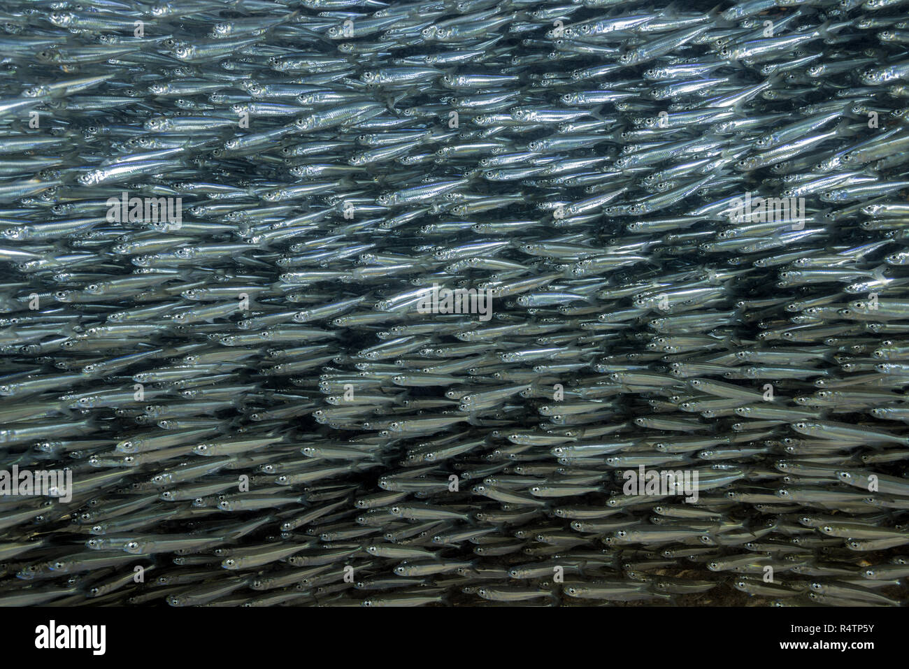L'école de massive de poissons, poissons d'argent, Mer Rouge, Hurghada, Egypte Banque D'Images