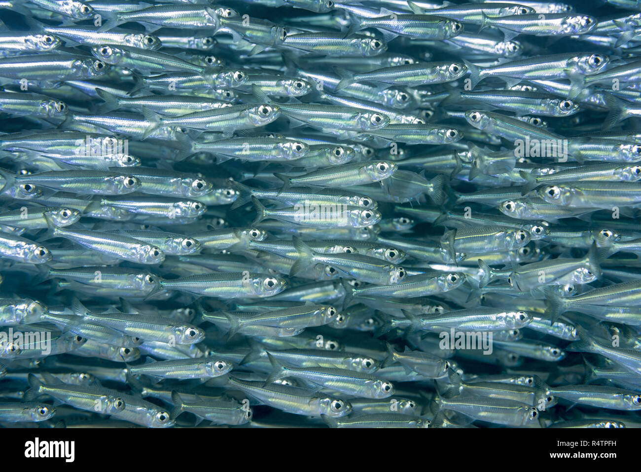 École de poisson massif, Mer Rouge, Hurghada, Egypte Banque D'Images