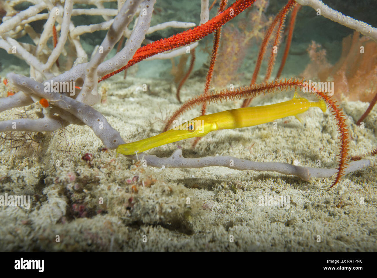 Jaune bébé Poissons-Trompette du Pacifique (Aulostomus chinensis) se cachant parmi les coraux et d'éponges, de l'Océan Indien, les Maldives Banque D'Images