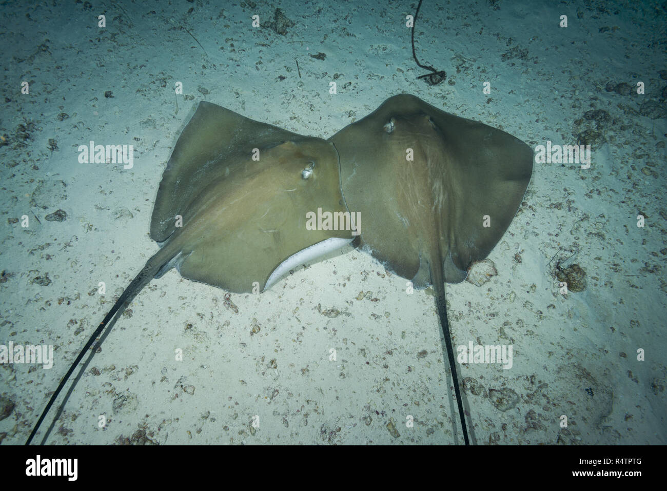 Couple de Rose whipray (Himantura fai) se trouvent sur le fond de sable, de l'Océan Indien, les Maldives Banque D'Images