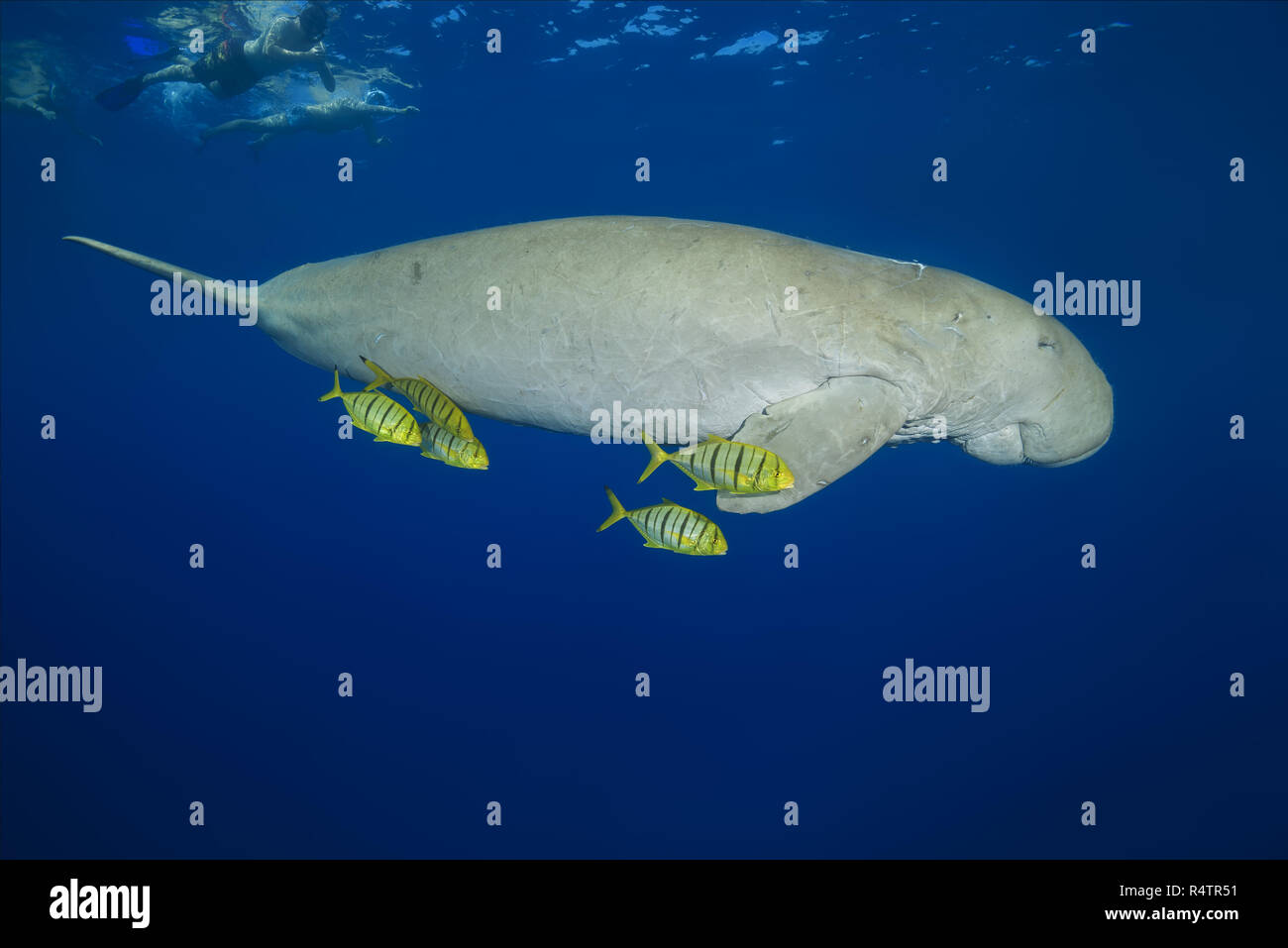 Les plongeurs en piscine avec Dugong (Dugong dugon) avec (Gnathanodon speciosus Golden Trevallys) sous la surface de l'eau, Mer Rouge Banque D'Images