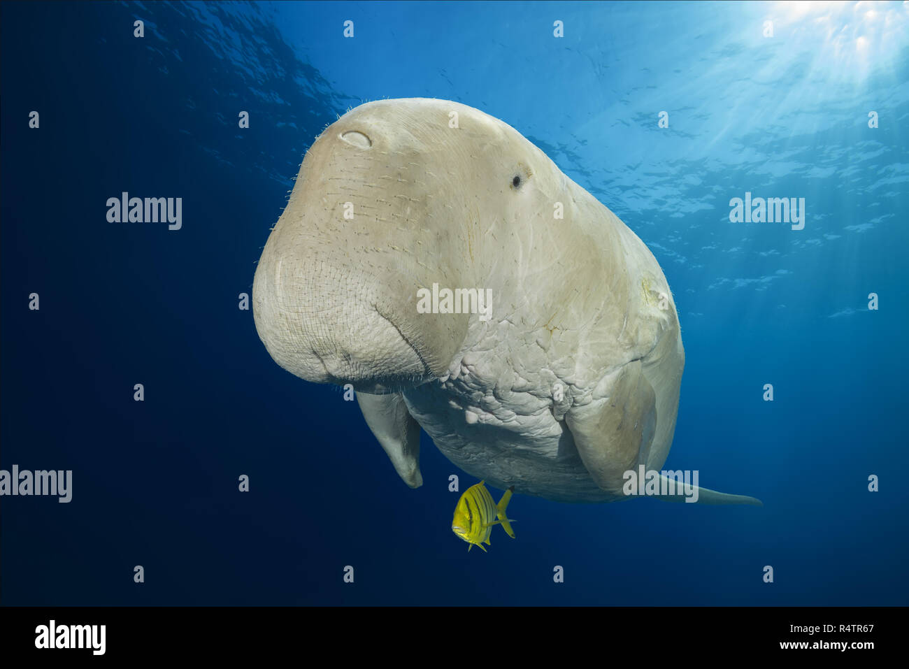 Le Dugong (Dugong dugon) avec carangue (Gnathanodon speciosus Golden) sous la surface de l'eau, Mer Rouge, Hermes Bay, Marsa Alam, Egypte Banque D'Images