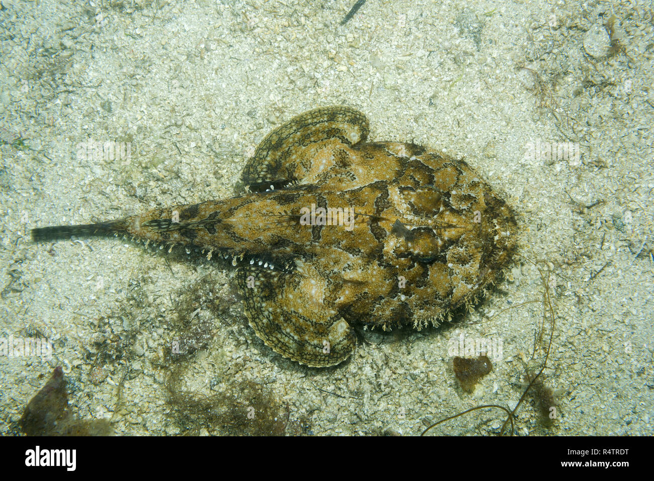 (Lophius piscatorius baudroie) se trouve sur le sable, Mer de Norvège, dans le Nord de l'Atlantique, Norvège Banque D'Images