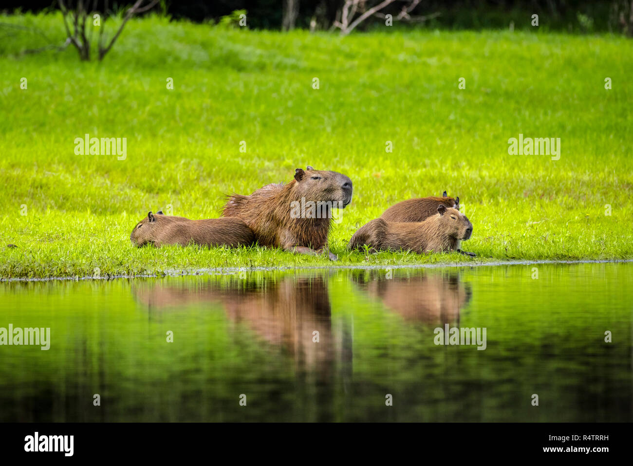 Capybaras Pantanal Banque De Photographies Et D images Haute capybaras-pantanal-banque-de-photographies-et-d-images-haute
