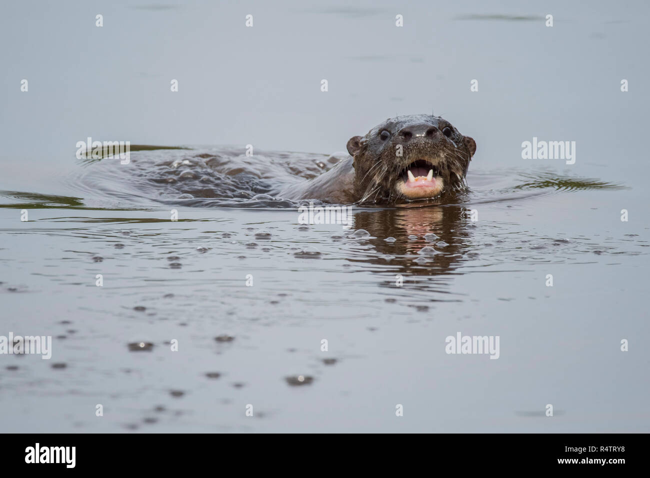 La loutre néotropicale (Lontra longicaudis), natation dans l'eau, Pantanal, Mato Grosso do Sul, Brésil Banque D'Images