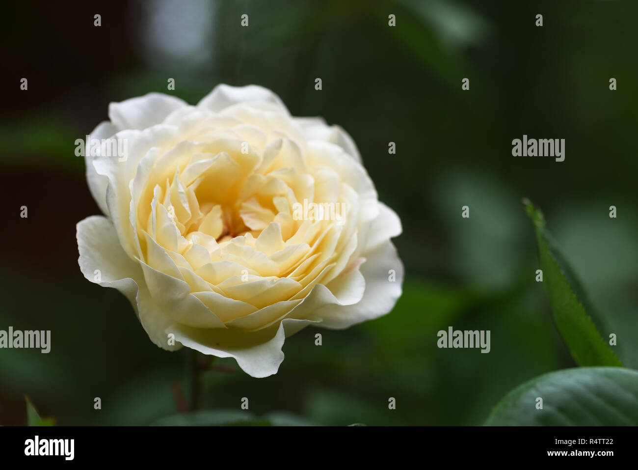 Belle fleur rose jaune blanc crémeux à l'encontre d'un feuillage vert foncé fond avec copie espace sélectionné, Focus, profondeur de champ étroit Banque D'Images