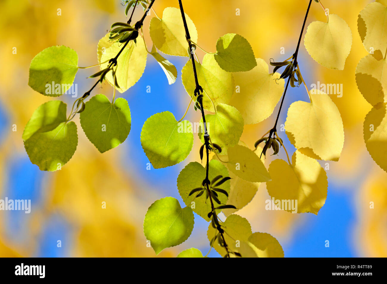 Les branches avec des feuilles d'automne jaune, Katsura (Cercidiphyllum japonicum), feuilles en forme de cœur, en Rhénanie du Nord-Westphalie, Allemagne Banque D'Images