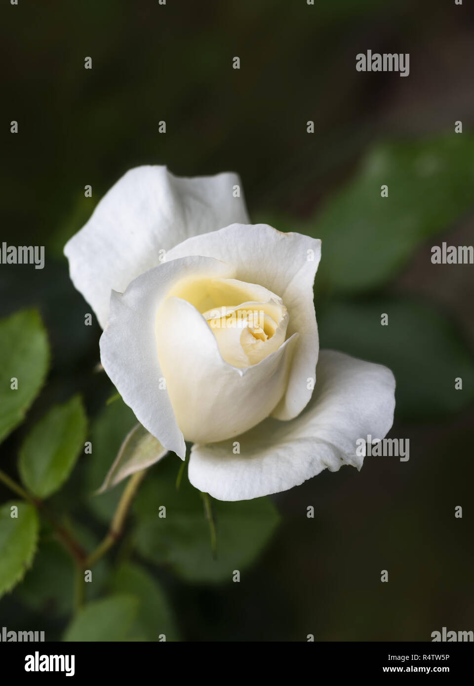 Beau blanc crème d'un bouton de rose sur un feuillage vert foncé fond avec copie espace, rose Meilland Tchaïkovski à la source sélectionnée, focus, na Banque D'Images