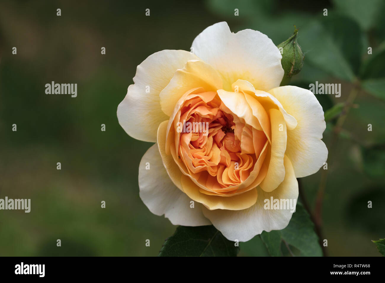 Belle fleur rose en crème abricot orange, la rose anglaise Port Sunlight est un hybride de musc produites par David Austin, fond vert avec copie savs Banque D'Images