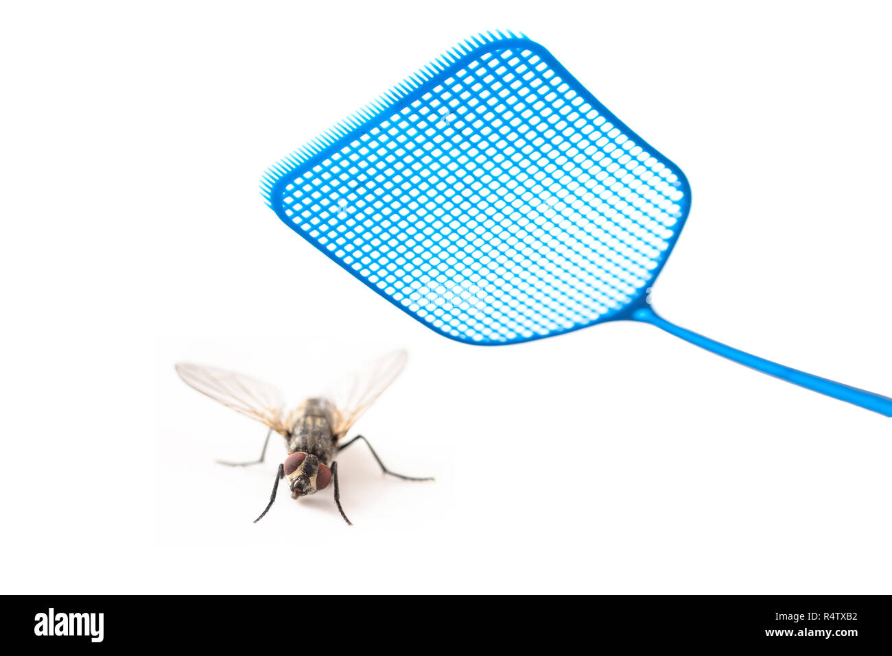 Attaquer une mouche bleue flyswatter isolé sur un fond blanc, l'espace de copie sélectionné, la mise au point, la profondeur de champ étroite Banque D'Images