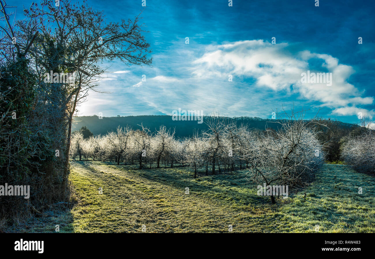 Hiver Gel, verger de pommiers à cidre, 12 Dec 2017 Sandford Banque D'Images