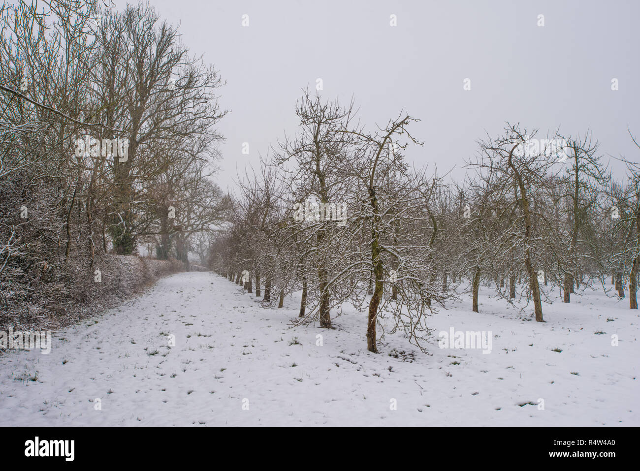 Neige Thatchers, de cidre de verger, 18 mars 2018 Banque D'Images