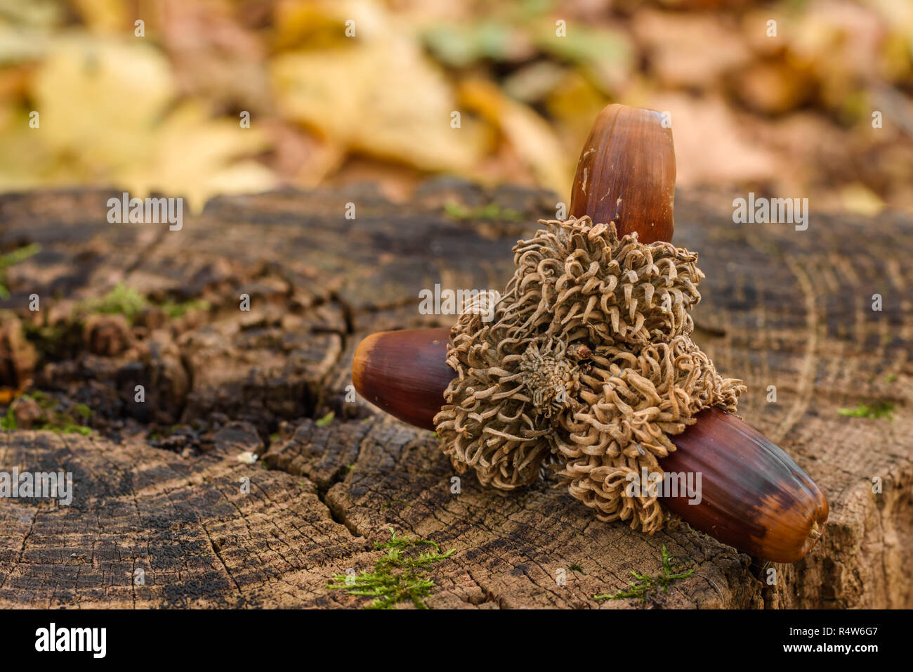 Ensemble de trois glands mûrs sur un moignon de bois dans la forêt. Banque D'Images