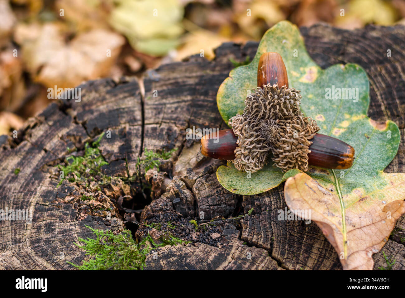 Ensemble de trois glands mûrs et thе leaf sur un moignon de bois dans la forêt. Banque D'Images