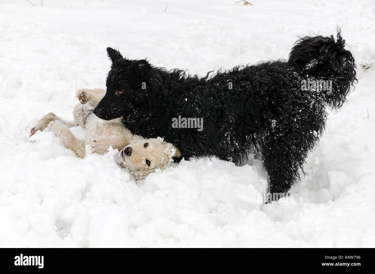 Le noir et blanc chiens jouent dans la neige. Banque D'Images