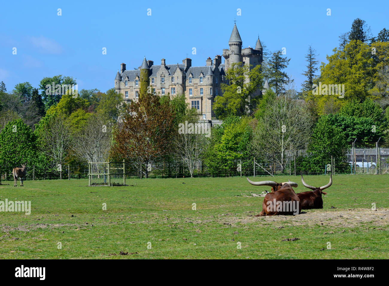 Blair Drummond House, ancienne demeure du début de l'époque victorienne, avec en premier plan les bovins Ankole-Watusi - Blair Drummond Safari Park, près de Stirling, Scotland, UK Banque D'Images
