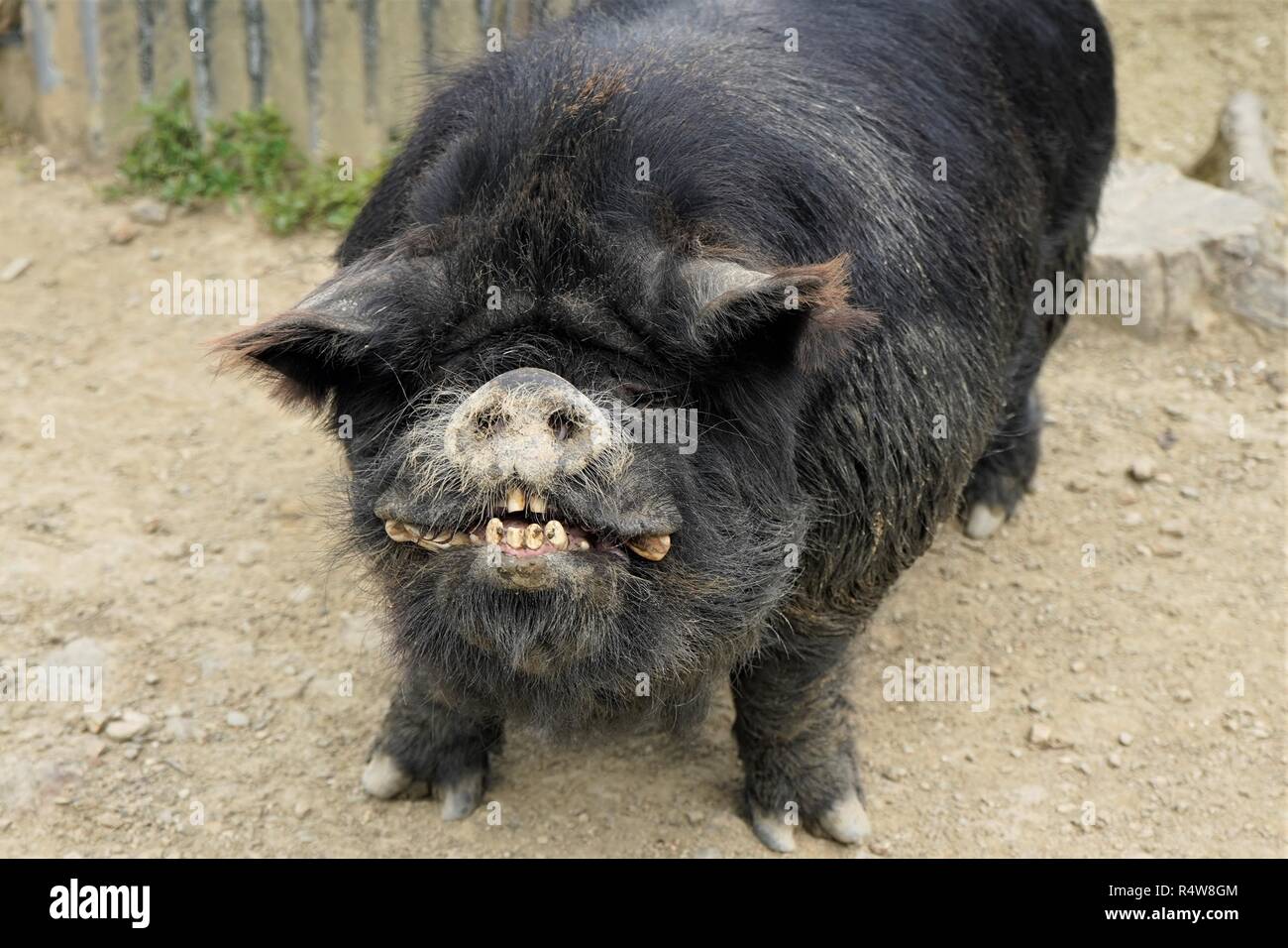 Cochon kune Kune noir regardant la caméra et montrant ses dents, la Nouvelle-Zélande Île du Sud Banque D'Images