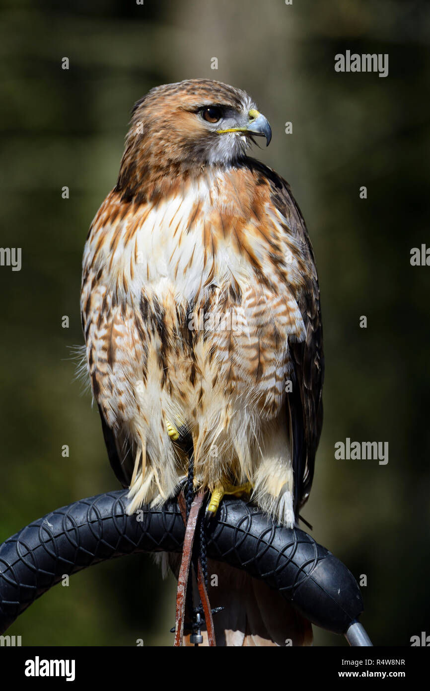 Le rouge queue rousse (Buteo jamaicensis) sur la perche au centre d'oiseaux de proie, Blair Drummond Safari Park, près de Stirling, Scotland, UK Banque D'Images