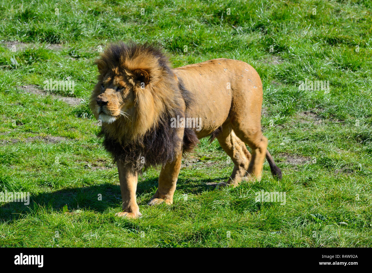 Homme African lion (Panthera leo), Blair Drummond Safari Park, près de Stirling, Scotland, UK Banque D'Images