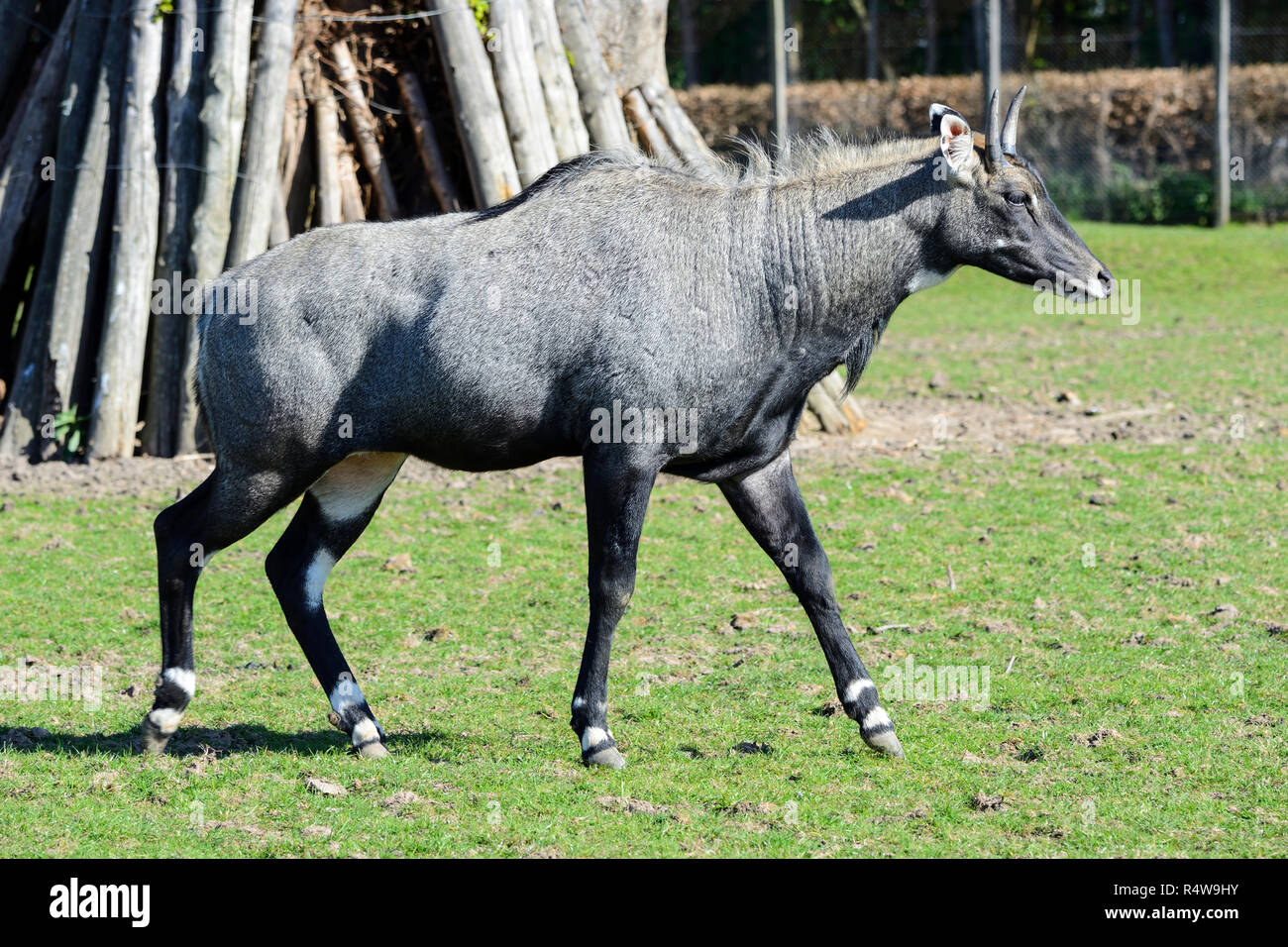 Nilgai (Boselaphus tragocamelus), la plus grande antilope d'Asie, Blair Drummond Safari Park, près de Stirling, Scotland, UK Banque D'Images