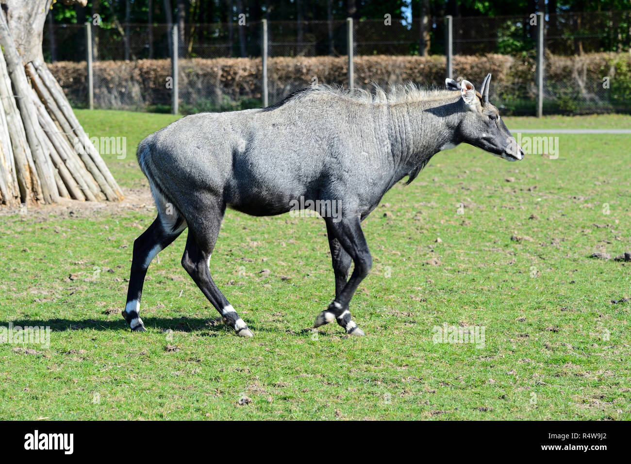 Nilgai (Boselaphus tragocamelus), la plus grande antilope d'Asie, Blair Drummond Safari Park, près de Stirling, Scotland, UK Banque D'Images