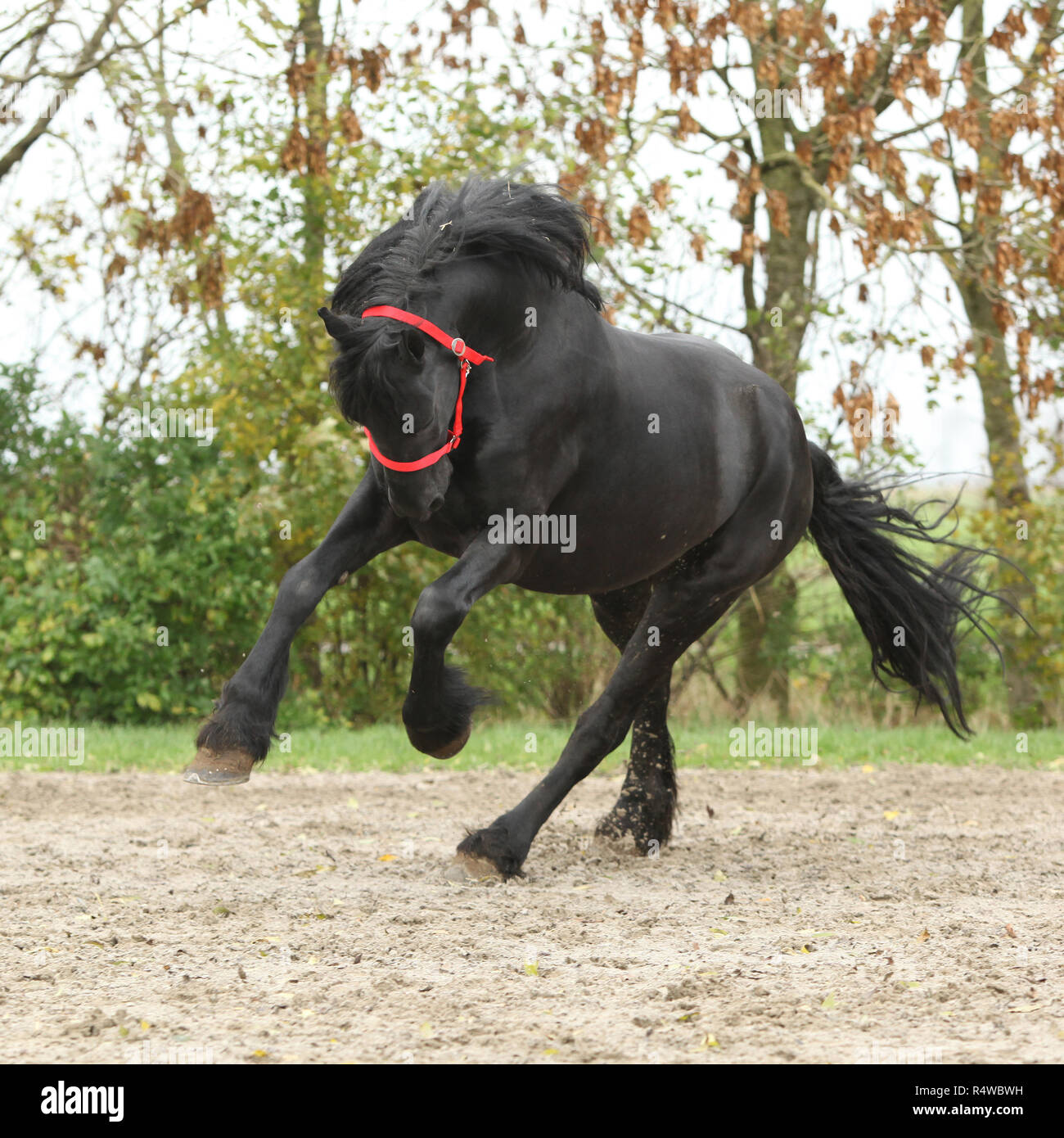 Magnifique étalon frison noir tournant sur le sable en automne Banque D'Images