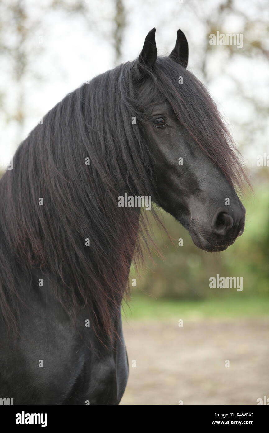 Portrait of nice friesian stallion noir avec les cheveux longs Banque D'Images