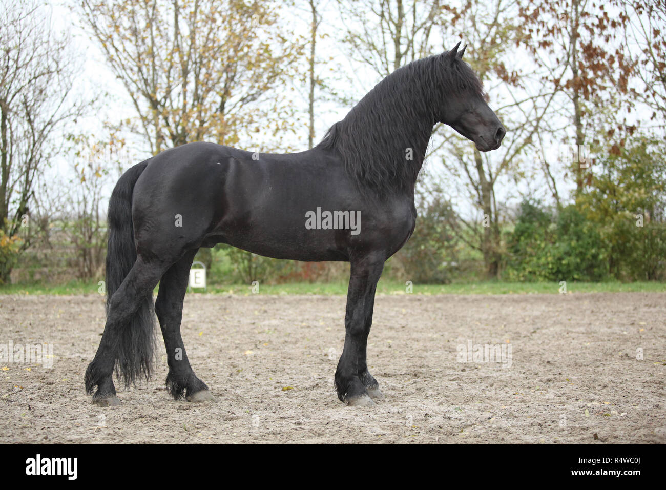 Nice friesian stallion noir avec les cheveux longs Banque D'Images